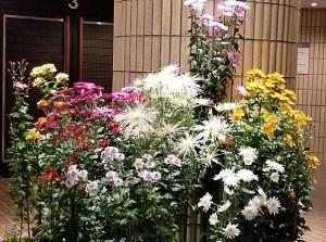 千歳華道連盟総合華展の菊の写真