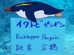 旭山動物園のペンギン