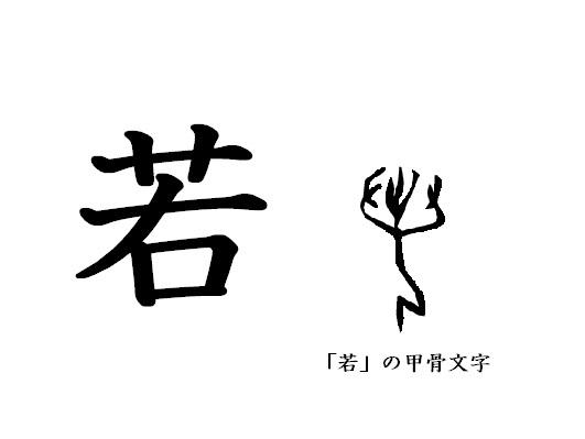 漢字コラム３９「若」草冠は草ではない？　