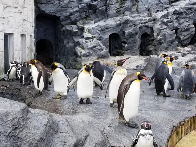 あつじ所長の漢字漫談４３　ペンギンたちの企画会議
