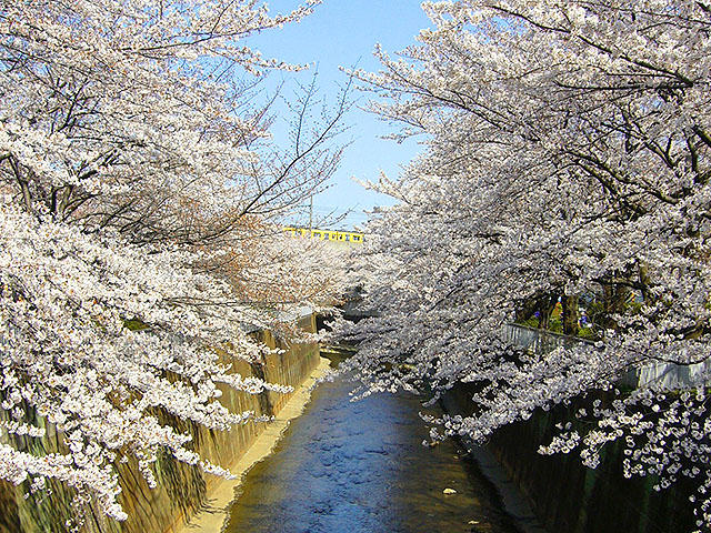 四字熟語根掘り葉掘り58 桜花爛漫 には親戚がいっぱい コラム 日常に 学び をプラス 漢字カフェ