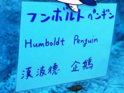 旭山動物園のペンギン