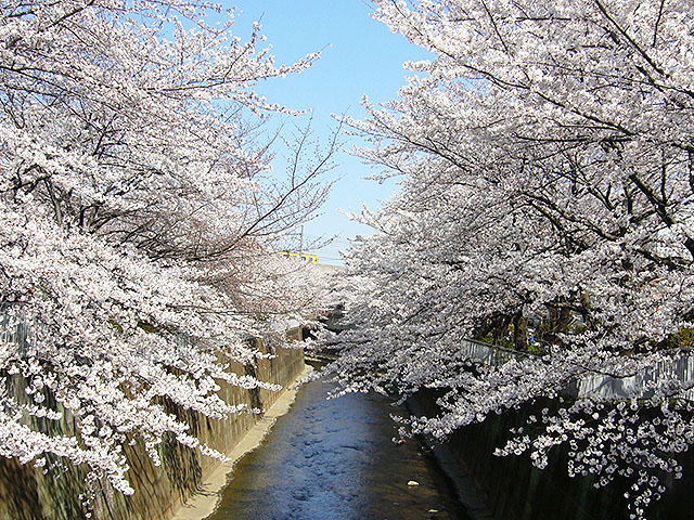 四字熟語根掘り葉掘り34：「落花流水」と禁じられた恋