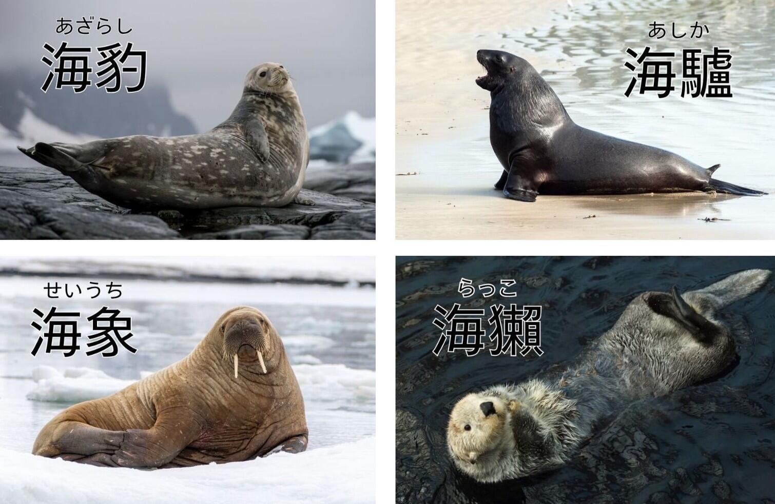 海豹、海象、海驢、海獺の写真