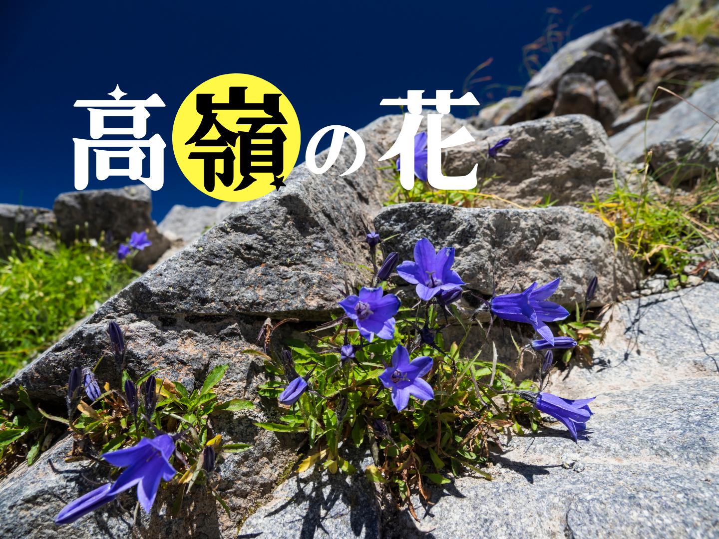 新聞漢字あれこれ175　続「タカネの花」をどう書きますか？