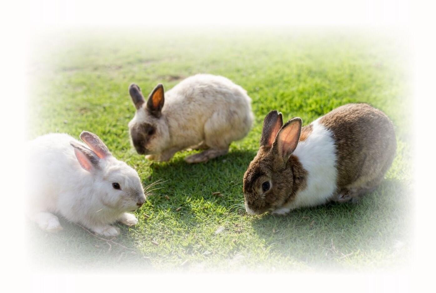 ウサギイメージ