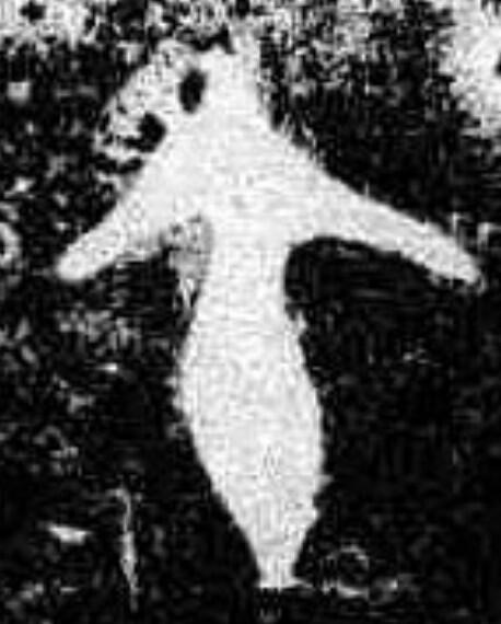 午、召卣、西周、金文